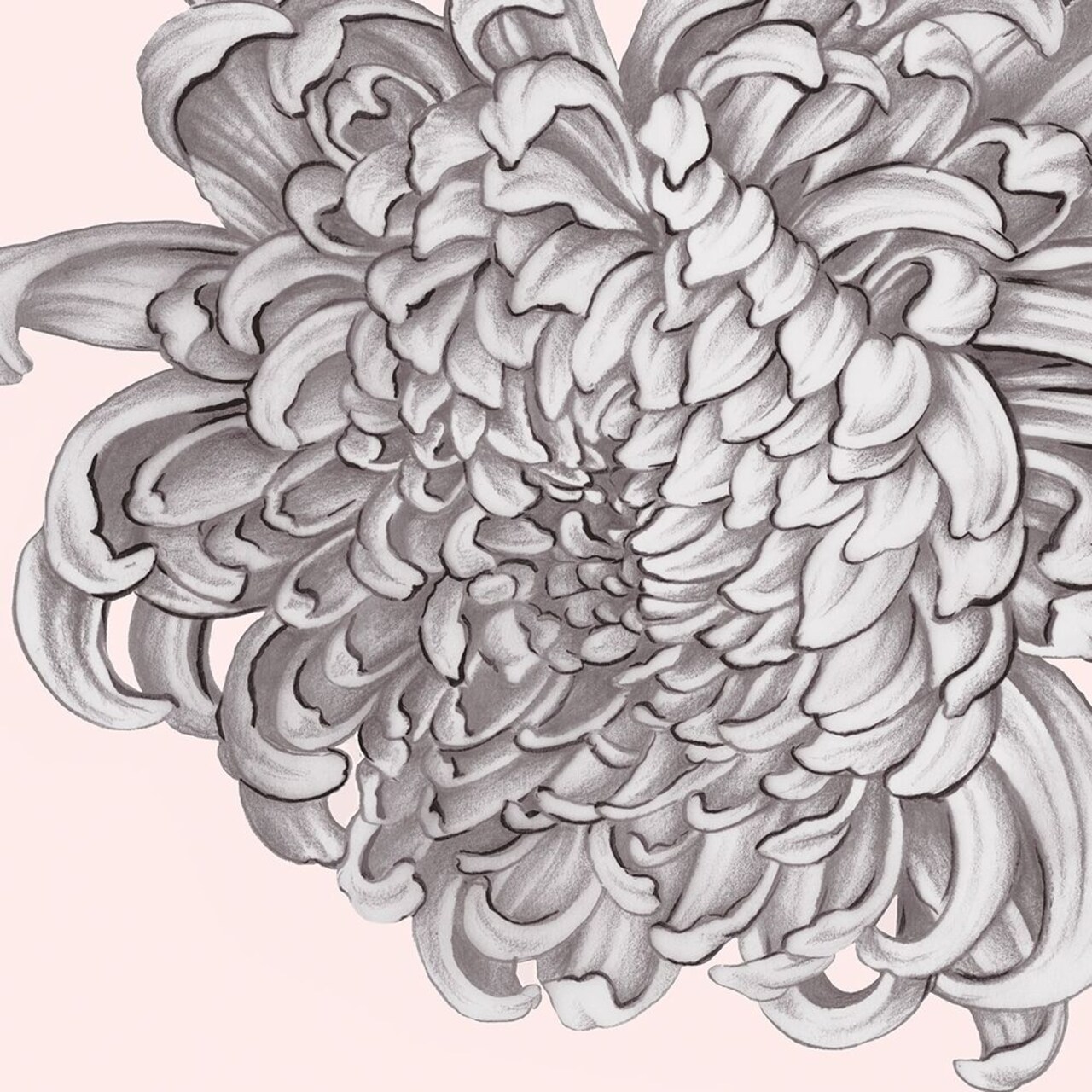 Blush Peony I Poster Print by Eva Watts - Item # VARPDXEW117A